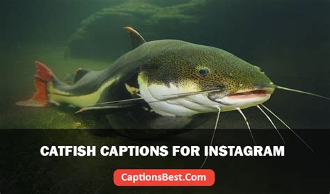 100 Catfish Captions for Instagram And Quotes.